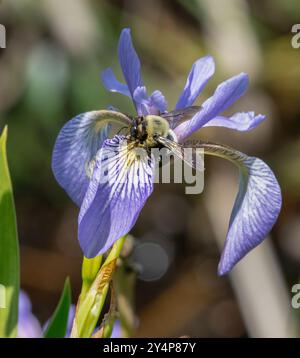 Hummel auf Harlequin Blueflag Iris in Grassi Bog Conservation Area, Marion, Massachusetts Stockfoto