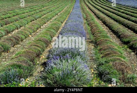 Die Ernte von Lavendelfeldern in voller Blüte unter einem klaren blauen Himmel, mit Reihen von leuchtenden lila Blumen und üppigem Grün auf dem Land Stockfoto