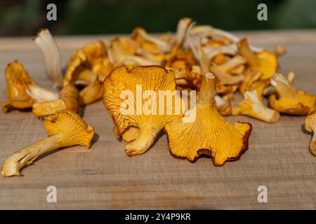 Chanterelles-Pilze finden. Wilde Chanterellen. Pfifferlinge in der Hand. Pfifferlinge, die im Wald wachsen. Wilde Pilze auf Schneidebrett. Stockfoto