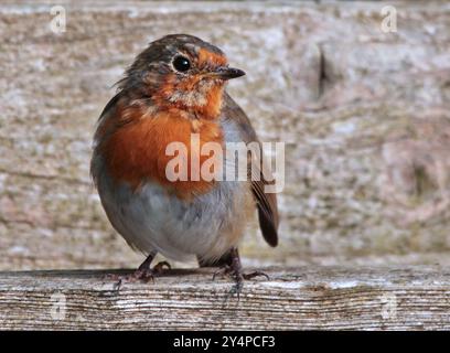 Europäische Robin juvenile (ericathus rubecula) Stockfoto