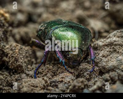 Nahaufnahme eines Kupferkäfers, der auf einer Bodenoberfläche krabbelt Stockfoto