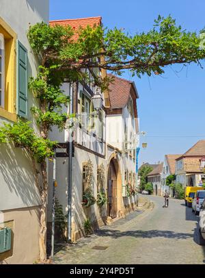 schöne Orte in der Pfalz an der Weinstraße 18.09.24: Forst an der Weinstraße Pfalz Deutschland *** schöne Orte in der Pfalz an der Weinstraße 18 09 24 Forst an der Weinstraße Pfalz Deutschland 20240918 124648 Stockfoto