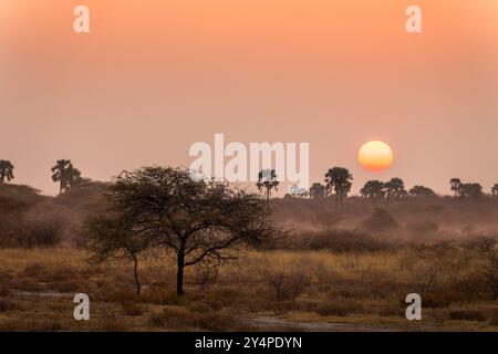 Sonnenuntergang in der Savanne, Namibia Landschaft, Afrika Stockfoto