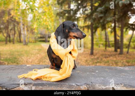 Ein niedlicher schwarzer Miniatur-Dackelhund mit einem gelben Schal, der im Herbst in einem Park auf einer Steinmauer sitzt. Der verschwommene Hintergrund zeigt Bäume, Büsche, Stockfoto