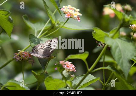 Borivali, Maharashtra / Indien - 10. September 2006: Ein Schmetterling sitzt auf der Blume im Park. Stockfoto