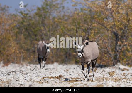 Gemsbok (Oryx gazella) nähert sich einem Wasserloch im Etosha Nationalpark, Namibia Stockfoto