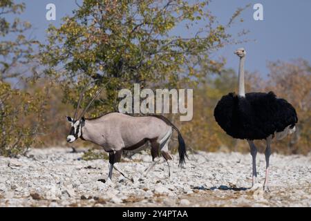 Gemsbok (Oryx gazella) nähert sich einem Wasserloch im Etosha Nationalpark, Namibia Stockfoto