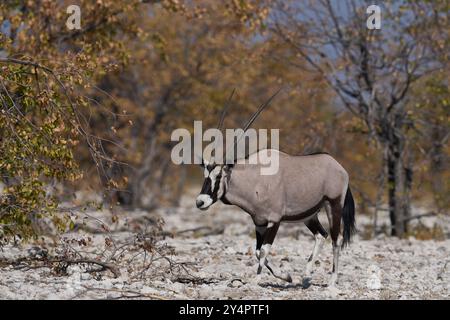 Gemsbok (Oryx gazella) nähert sich einem Wasserloch im Etosha Nationalpark, Namibia Stockfoto