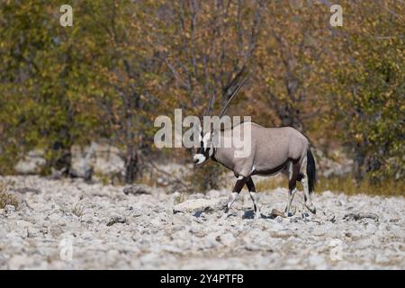 Gemsbok (Oryx gazella) nähert sich einem Wasserloch im Etosha Nationalpark, Namibia Stockfoto