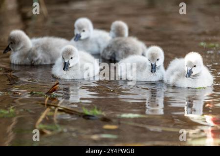 Dawlish, Großbritannien. September Die neueste Brut von Zygneten von Dawlishs berühmten schwarzen Schwänen macht ihren ersten Auftritt auf dem Brook, Dawlish, devon, Großbritannien. Quelle: Mark Passmore/ Alamy Live News Stockfoto