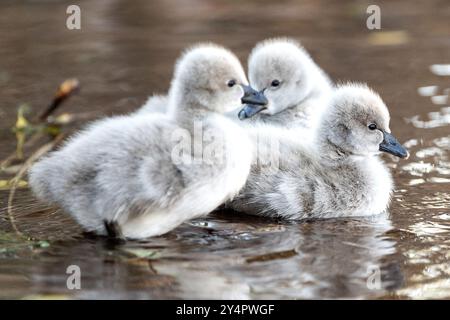 Dawlish, Großbritannien. September Die neueste Brut von Zygneten von Dawlishs berühmten schwarzen Schwänen macht ihren ersten Auftritt auf dem Brook, Dawlish, devon, Großbritannien. Quelle: Mark Passmore/ Alamy Live News Stockfoto