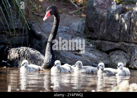 Dawlish, Großbritannien. September Die neueste Brut von Zygneten von Dawlishs berühmten schwarzen Schwänen macht ihren ersten Auftritt auf dem Brook, Dawlish, devon, Großbritannien. Quelle: Mark Passmore/ Alamy Live News Stockfoto