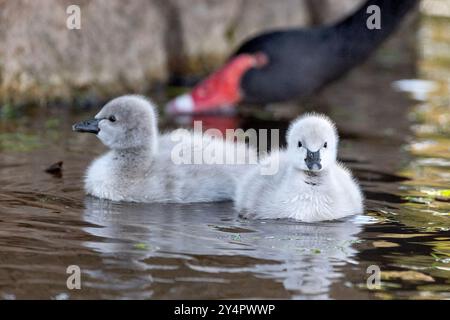 Dawlish, Großbritannien. September Die neueste Brut von Zygneten von Dawlishs berühmten schwarzen Schwänen macht ihren ersten Auftritt auf dem Brook, Dawlish, devon, Großbritannien. Quelle: Mark Passmore/ Alamy Live News Stockfoto