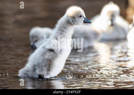 Dawlish, Großbritannien. September Die neueste Brut von Zygneten von Dawlishs berühmten schwarzen Schwänen macht ihren ersten Auftritt auf dem Brook, Dawlish, devon, Großbritannien. Quelle: Mark Passmore/ Alamy Live News Stockfoto