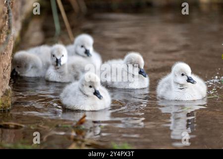 Dawlish, Großbritannien. September Die neueste Brut von Zygneten von Dawlishs berühmten schwarzen Schwänen macht ihren ersten Auftritt auf dem Brook, Dawlish, devon, Großbritannien. Quelle: Mark Passmore/ Alamy Live News Stockfoto