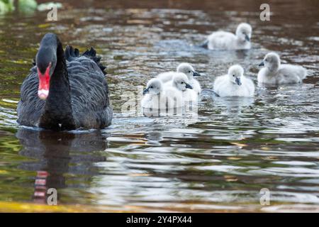 Dawlish, Großbritannien. September Die neueste Brut von Zygneten von Dawlishs berühmten schwarzen Schwänen macht ihren ersten Auftritt auf dem Brook, Dawlish, devon, Großbritannien. Quelle: Mark Passmore/ Alamy Live News Stockfoto