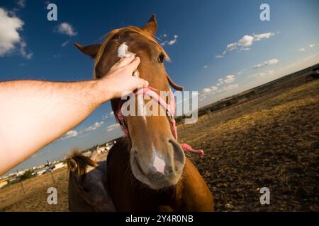 Ein Mann greift aus, um einen Pferdekopf zu berühren, um einen Moment der Verbindung in Sevilla, Spanien, unter hellem Himmel festzuhalten. Stockfoto