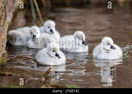 Dawlish, Großbritannien. September Die neueste Brut von Zygneten von Dawlishs berühmten schwarzen Schwänen macht ihren ersten Auftritt auf dem Brook, Dawlish, devon, Großbritannien. Quelle: Mark Passmore/ Alamy Live News Stockfoto