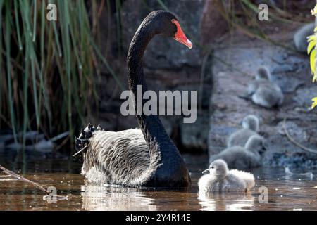 Dawlish, Großbritannien. September Die neueste Brut von Zygneten von Dawlishs berühmten schwarzen Schwänen macht ihren ersten Auftritt auf dem Brook, Dawlish, devon, Großbritannien. Quelle: Mark Passmore/ Alamy Live News Stockfoto