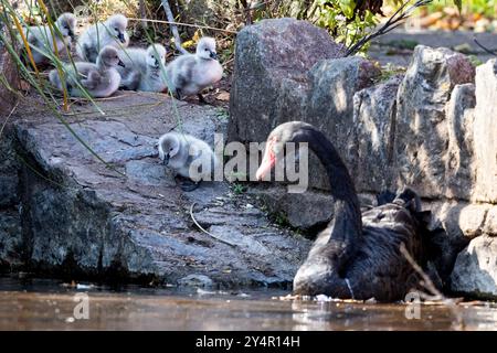 Dawlish, Großbritannien. September Die neueste Brut von Zygneten von Dawlishs berühmten schwarzen Schwänen macht ihren ersten Auftritt auf dem Brook, Dawlish, devon, Großbritannien. Quelle: Mark Passmore/ Alamy Live News Stockfoto