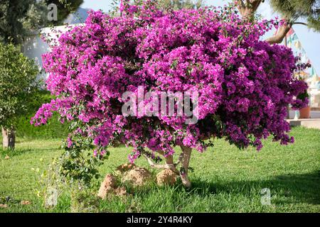 Bougainvillea, geformt wie ein kleiner Baum. Benalmádena, Málaga, Spanien. Stockfoto