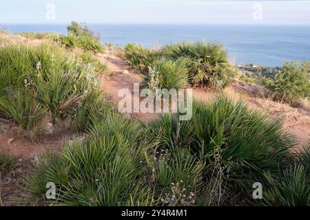 Chamaerops humilis, mediterrane Fächerpalme, auf einem Hügel mit Blick auf das Mittelmeer. Stockfoto