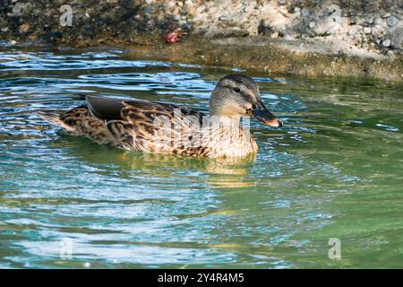 Weibliche Stockenten schwimmen auf einem Teich. Málaga provincem Südspanien. Stockfoto