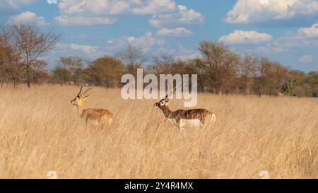 Wunderschönes Blackbuck-Paar, das durch das Grasland von Tal Chhapar Sanctuary, Sujangarh, Bikaner, Rajasthan, Indien spaziert. Stockfoto