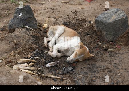 Vadodara, Gujarat / Indien - 8. September 2019 : Ein Hund, der auf dem Boden schläft. Stockfoto
