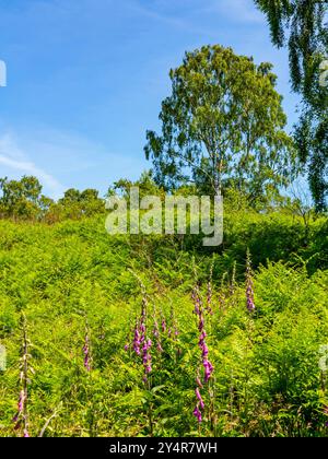 Digitalis purpurea eine Blume aus der Familie der Plantaginaceae, die in Cannock Chase in Staffordshire, England, Großbritannien, wächst Stockfoto