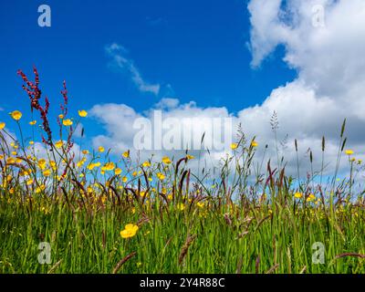 Gelbe Butterblumen und Gräser wachsen im Sommer auf einem Feld mit blauem Himmel und weißen flauschigen Wolken darüber. Stockfoto