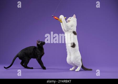 Verspielte Kätzchen mit Spielzeug, leuchtend lila Studiohintergrund. Ein schwarzes Kätzchen sieht zu, wie ein weißes auf seinen Hinterbeinen steht, um eine bunte Feder zu fangen Stockfoto