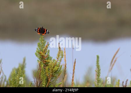 Roter Admiral (Vanessa atalanta), Migrantin, sitzt auf dem buschigen Seablite (Suaeda Vera) Norfolk, September 2024 Stockfoto