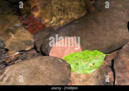 Borivali, Maharashtra / Indien - 18. November 2007: Der schöne Blick auf die bunten Blätter im Wasser des Dschungels. Stockfoto