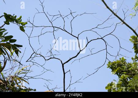 Borivali, Maharashtra / Indien - 18. November 2007: Der schöne Blick auf die Zweige des Baumes im Dschungel. Stockfoto