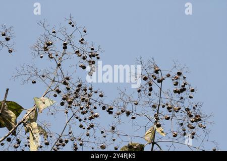 Borivali, Maharashtra / Indien - 18. November 2007: Der schöne Blick auf die Zweige des Baumes im Dschungel. Stockfoto