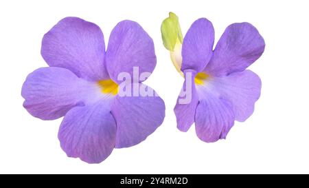 Schneiden Sie ein Bild von Purple Kings Mantle Blumen oder Thunbergia erecta mit detaillierten Schnittpfaden vor weißem Hintergrund aus, um das lebendige zu zeigen Stockfoto