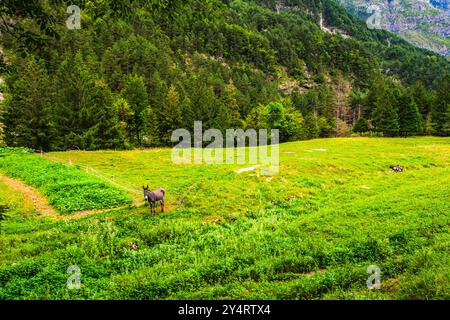 TARVISIO, ITALIEN – 23. JULI 2024: Park des Prealpi Giulie, der die vielfältigen Landschaften der Region, von üppigen Wäldern bis hin zu zerklüfteten Gipfeln, empha, zeigt Stockfoto