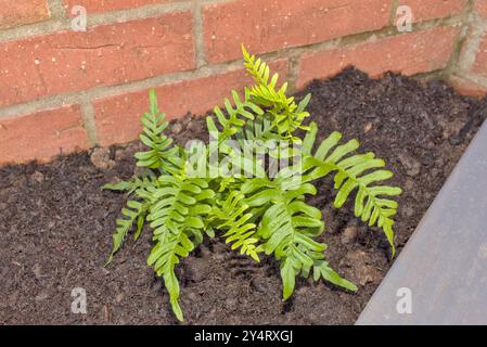 Nahaufnahme eines horizontalen Fotos von Polypodium vulgare Farn an einer Ziegelwand Stockfoto