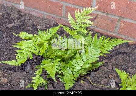 Nahaufnahme einer horizontalen Aufnahme von Dryopteris erythrosora Farn an einer Ziegelwand Stockfoto