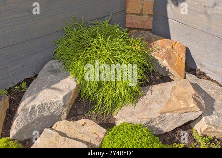 Nahaufnahme eines chamaecyparis, filifera nana immergrünen Strauchs in einem Felsbrocken mit grauen Holzpflanzen und Ziegeln im Hintergrund Stockfoto