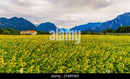 PARCO REGIONALE PREALPI GIULIE, ITALIEN – 23. JULI 2024: Weitläufiger Blick auf den Regionalpark Prealpi Giulie mit vielfältigen Naturlandschaften Stockfoto