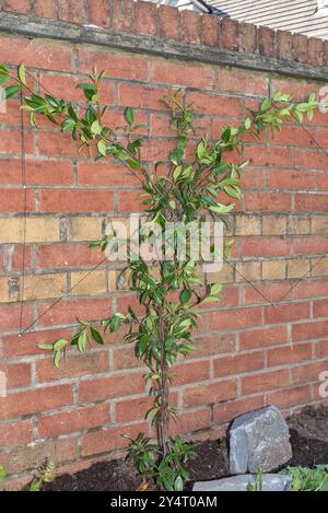 Nahaufnahme eines Trachelospermum Jasminoides oder Star Jasmine, der eine Ziegelmauer hochklettert Stockfoto