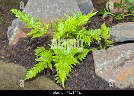 Nahaufnahme von Dryopteris erythrosora Farn in einem Steinhaus Stockfoto