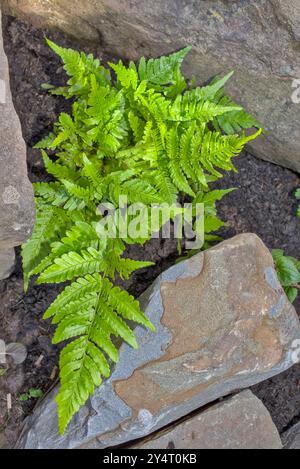 Nahaufnahme von Dryopteris erythrosora Farn in einem Steinhaus Stockfoto