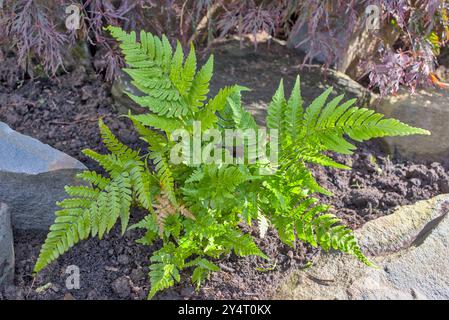 Nahaufnahme von Dryopteris erythrosora Farn in einem Steinhaus Stockfoto