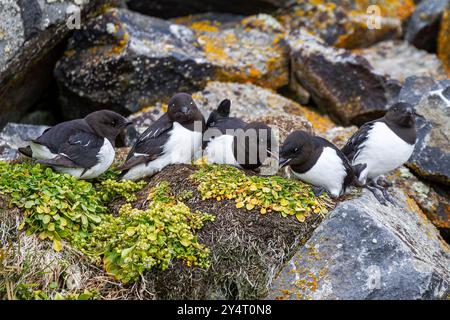 Erwachsene Tauben (alle alle alle) an ihrer Brutstätte zwischen Geröllhängen am Rubini Rock, Tikhaya Bay, Hooker Island, Russland. Stockfoto