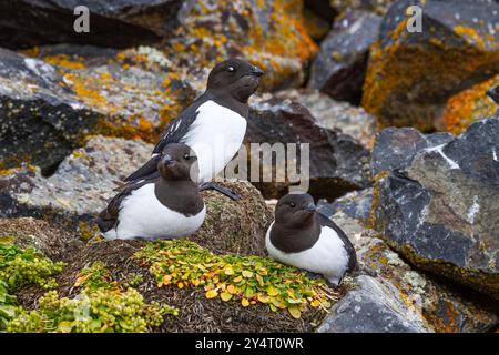 Erwachsene Tauben (alle alle alle) an ihrer Brutstätte zwischen Geröllhängen am Rubini Rock, Tikhaya Bay, Hooker Island, Russland. Stockfoto