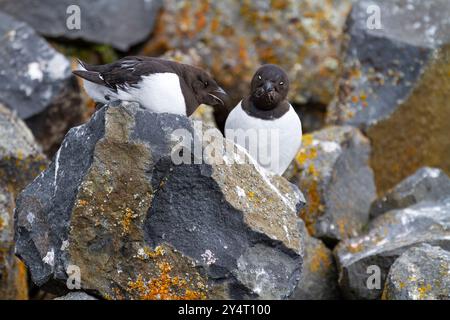 Erwachsene Tauben (alle alle alle) an ihrer Brutstätte zwischen Geröllhängen am Rubini Rock, Tikhaya Bay, Hooker Island, Russland. Stockfoto