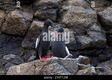 Adulte schwarze guillemot (Cepphus grylle) auf der Brutstätte auf Alexander Island im Franz-Josef-Land, Russland. Stockfoto